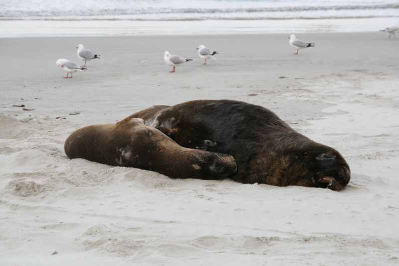 Nieuw-Zeeland 2011 - 2006